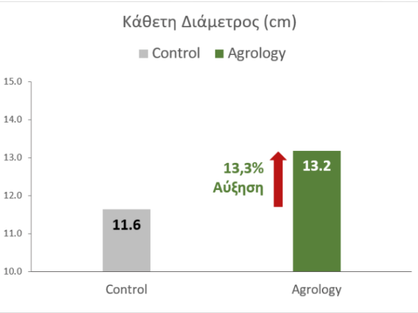 Κάθετη διάμμετρος - Πατάτα spunta - Αύξηση 13,3%