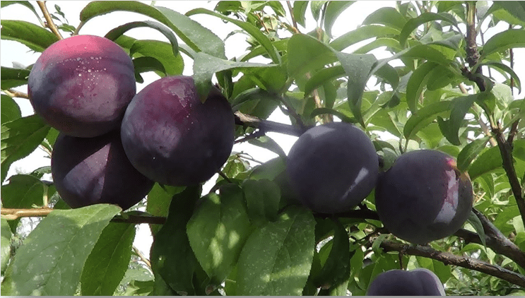 Βελτίωση Ποιοτικών Χαρακτηριστικών στο Δαμάσκηνο