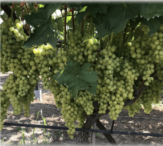 Nodius® Candy: Βελτίωση Ποιοτικών Χαρακτηριστικών Επιτραπέζιων Σταφυλιών var. Italia