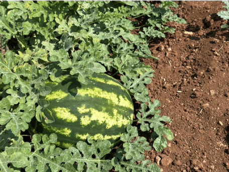 Καλύτερη καρπόδεση (μεγαλύτερος αριθμός καρπών)