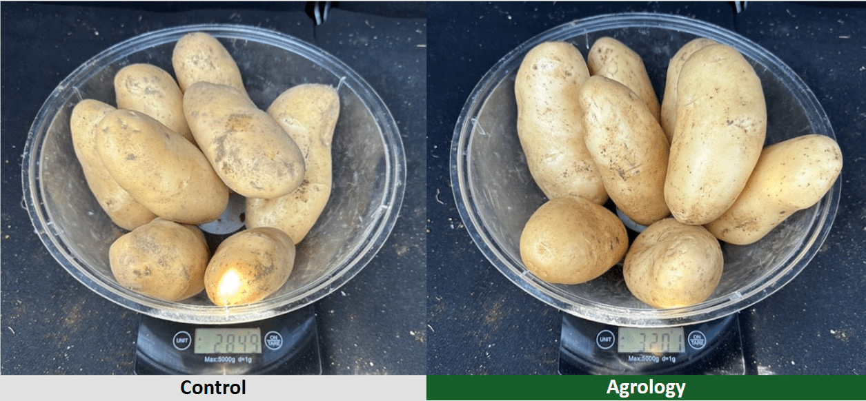 Μέσο Βάρος Κονδύλου - Ζύγισμα - Agrology δεξιά, Μάρτυρας αριστερά