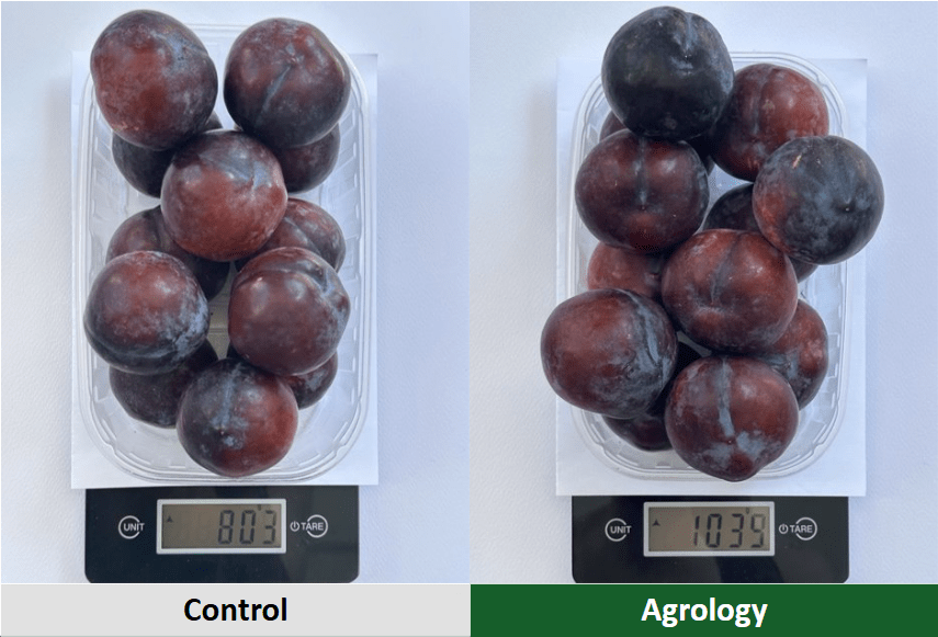 Μέσο Βάρος καρπών. Με την εφαρμογή του Προγράμματος Agrology, επετεύχθη αύξηση του μέσου βάρους των καρπών δαμάσκηνου