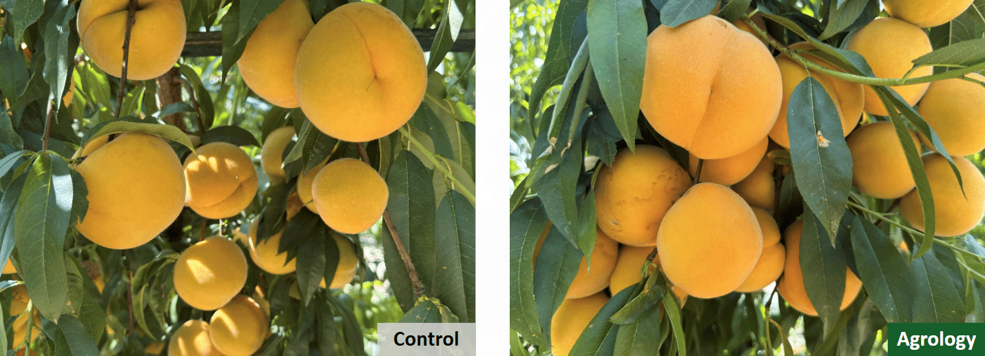 αύξηση μεγέθους καρπών - καλλιέργεια βιομηχανικού ροδάκινου