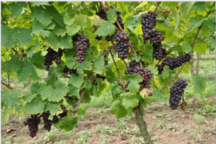 Nodius® Candy: Βελτίωση Ποιοτικών Χαρακτηριστικών​ Επιτραπέζιων Σταφυλιών var. Μοσχάτο