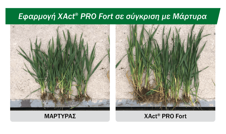 Εικόνα 1. Αποτελέσματα εφαρμογής XAct PRO Fort στο σιτάρι