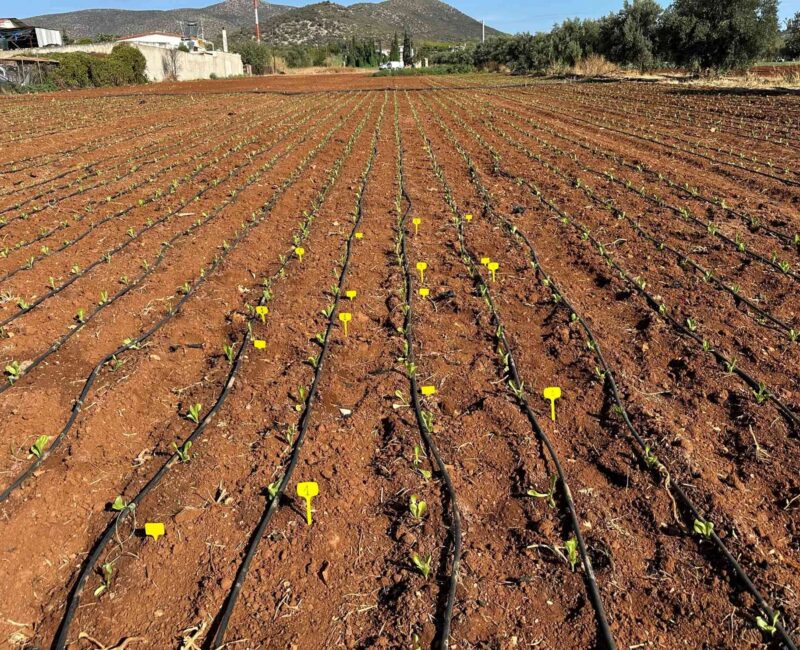 Dynax® Bacterra: Βελτίωση Ριζοβολίας & Αύξηση Βάρους Φυτών σε Καλλιέργεια Μαρουλιού (Υπαίθρου)