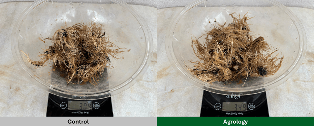 Αποτελέσματα – Βάρος Ριζικού συστήματος (SS 2025_344_GR)