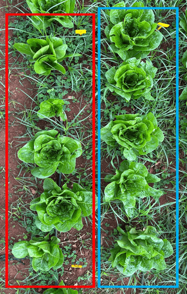 Αποτελέσματα – Βλαστική Ανάπτυξη (SS 2025_344_GR)