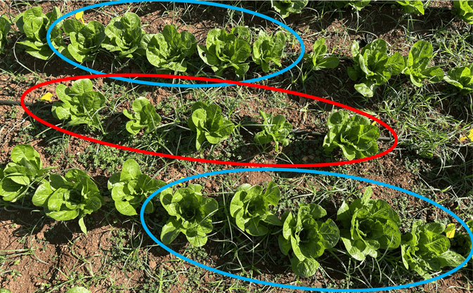 Βελτίωση Βλαστικής Ανάπτυξης Μαρουλιού Υπαίθρου