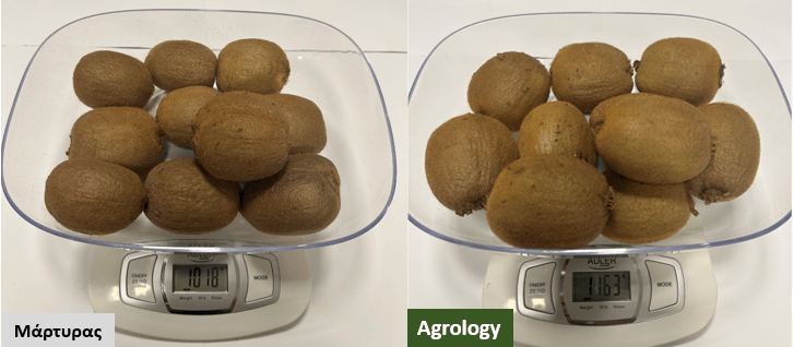 Εικόνα 2. Δείγμα 10 καρπών προγράμματος Agrology (δεξιά) και δείγμα 10 καρπών Μάρτυρα (αριστερά).
