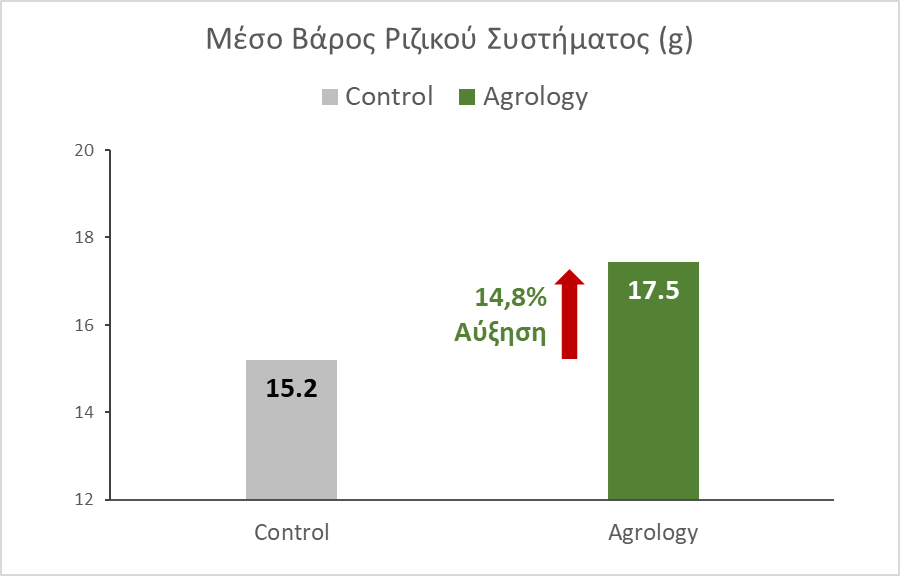 Εικόνα 6. Μέσο Βάρος Ριζικού συστήματος (g). Με την εφαρμογή του Προγράμματος Agrology, επιτεύχθηκε αύξηση του μέσου βάρους ριζικού συστήματος κατά 2,3g (+14,8%), συγκριτικά με τον Μάρτυρα.