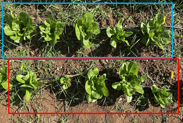 Μεγαλύτερη Ομοιομορφία Ανάπτυξης Φύτών Μαρουλιού Υπαίθρου