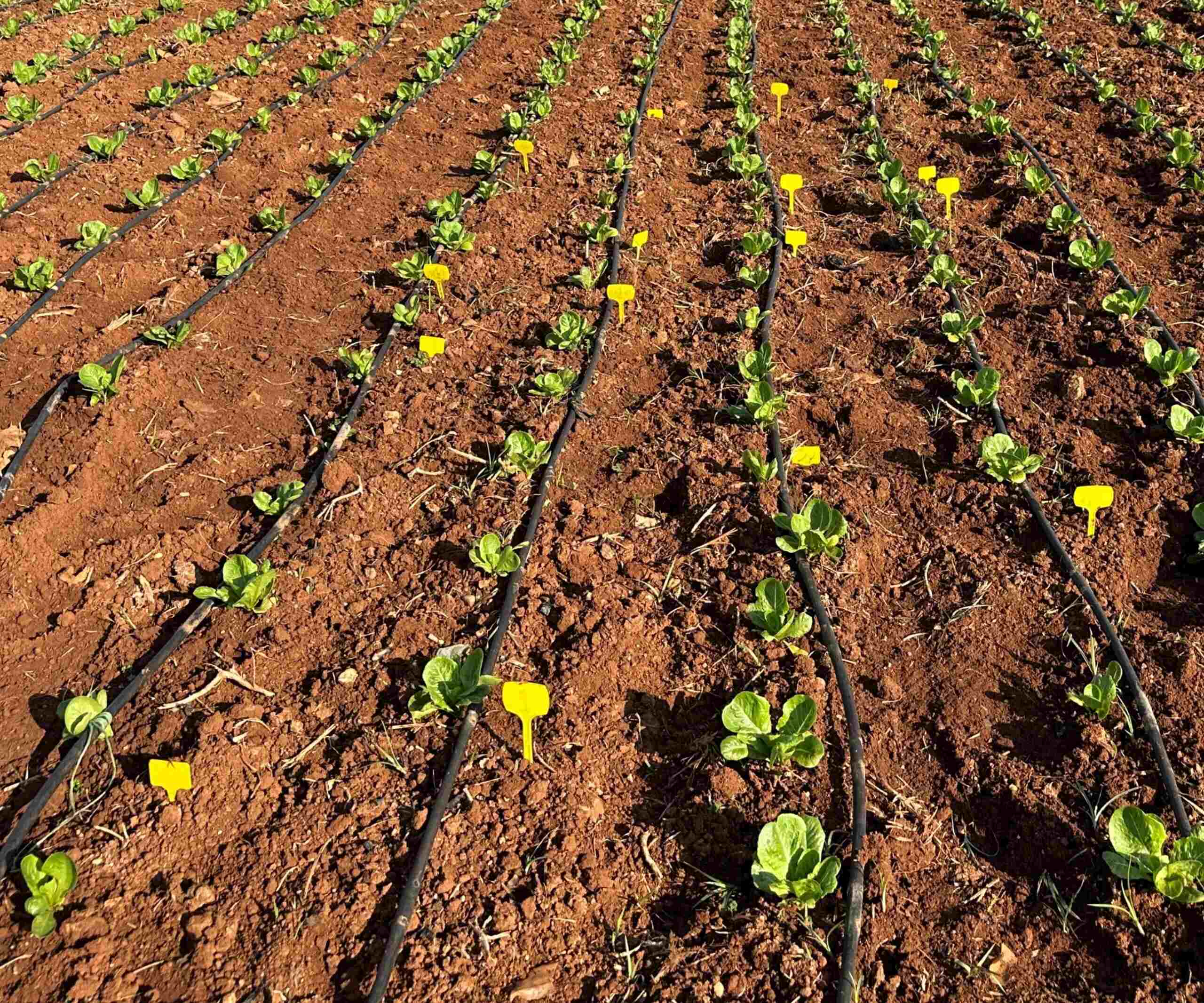 Πειραματικό σχέδιο (SS 2025_344_GR)