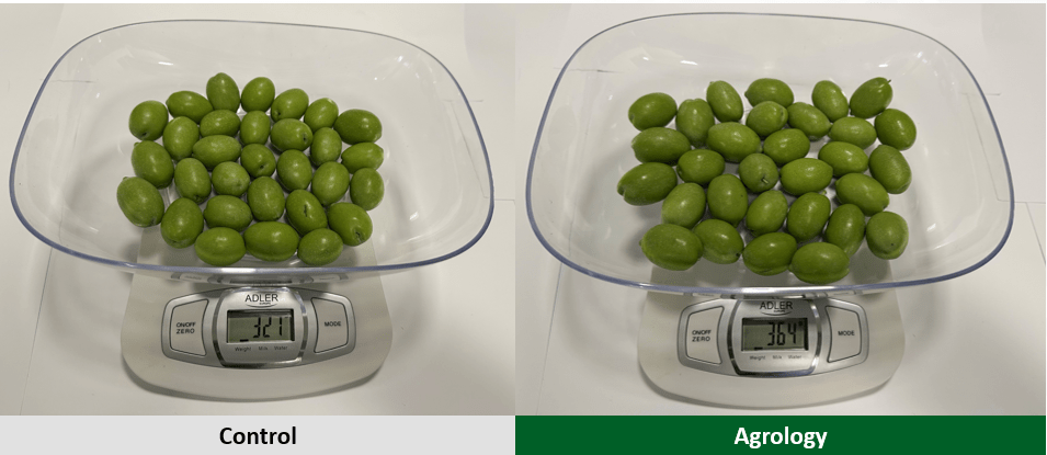 Εικόνα 7. Δείγματα 30 καρπών του προγράμματος Agrology (δεξιά) και του Μάρτυρα (αριστερά)