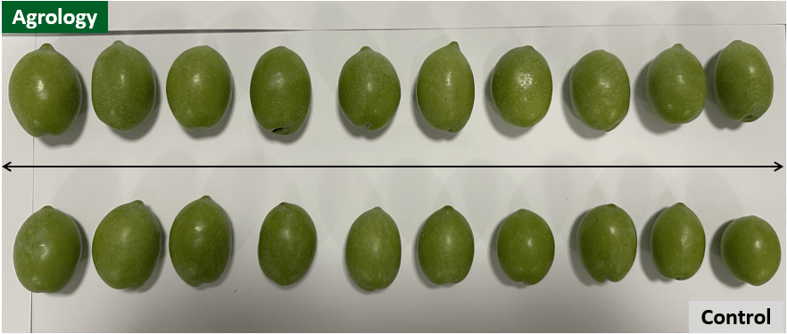 Εικόνα 4. Δείγματα καρπών του προγράμματος Agrology (επάνω) και του Μάρτυρα (κάτω)