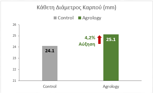 Εικόνα 2. Κάθετη Διάμετρος Καρπού (mm). Με την εφαρμογή του προγράμματος Agrology, επιτεύχθηκε αύξηση της κάθετης διαμέτρου καρπού κατά 1.02 mm. (+4,2%), συγκριτικά με τον Μάρτυρα.