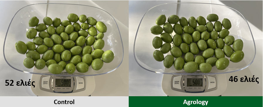 Εικόνα 5. Με την εφαρμογή του Προγράμματος Agrology, 500 g βάρος συνιστούν 46 ελιές. Στο Μάρτυρα τα 500 g βάρος συμπληρώνονται από 52 ελιές.