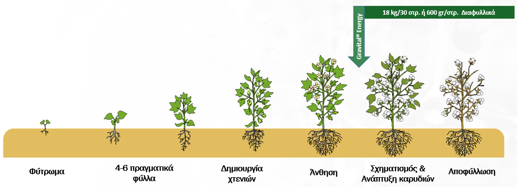 Εικόνα 1. Πρόγραμμα Θρέψης στο Βαμβάκι