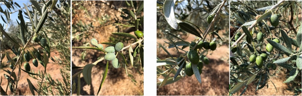 Εικόνα 12. Διαφυλλική εφαρμογή Gravital® Energy σε καλλιέργεια Arbequina - Μέσα Αυγούστου