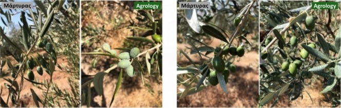 Εικόνα 12. Διαφυλλική εφαρμογή Gravital® Energy σε καλλιέργεια Arbequina - Μέσα Αυγούστου