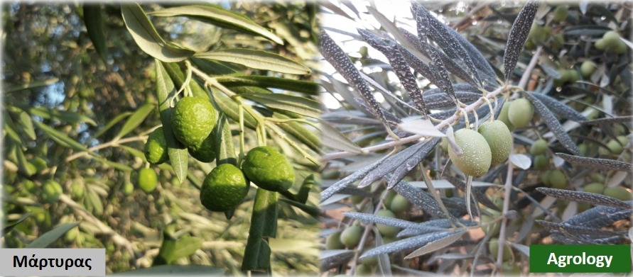Εικόνα 9. Ενίσχυση έναντι Αβιoτικών Καταπονήσεων με Gravital Energy