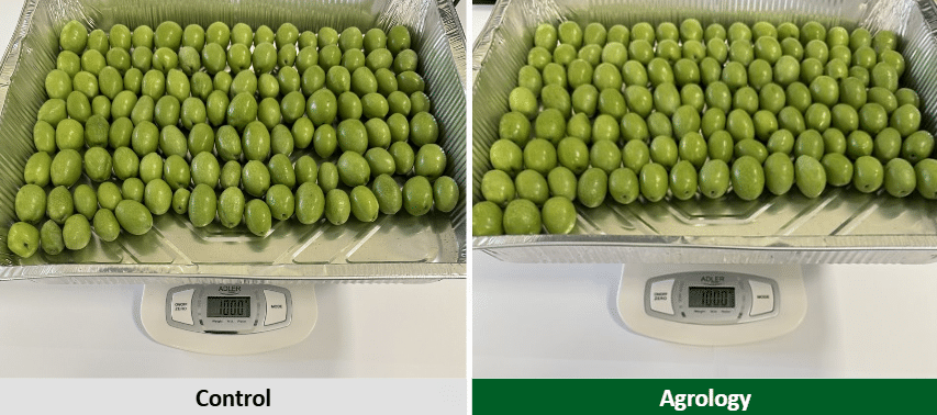 Εικόνα 4. Δείγμα 1 kg καρπών του προγράμματος Agrology (δεξιά) και του Μάρτυρα (αριστερά). Μάρτυρας: 116 ελιές=1 kg, Agrology: 108 ελιές=1 kg