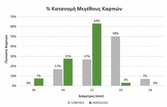 Εικόνα 3. Κατανομή Μεγέθους καρπών (%). Με την εφαρμογή του προγράμματος Agrology, επιτεύχθηκε ευνοϊκότερη κατανομή μεγεθών καρπών, συγκριτικά με τον Μάρτυρα.