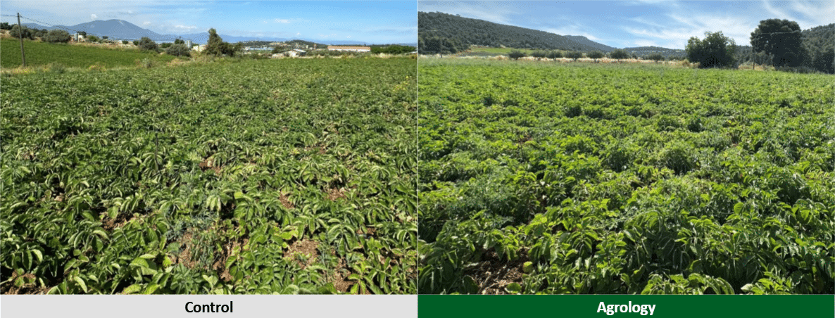 Εικόνα 4. Εφαρμογή προγράμματος Agrology (δεξιά) και του Μάρτυρα (αριστερά). Λήψη Φωτογραφίας: 19/06/2026 (~ 90 DAE)