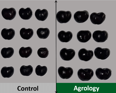 Εικόνα 6. Δείγμα 12 καρπών προγράμματος Agrology (δεξιά) και δείγμα 12 καρπών Μάρτυρα (αριστερά).