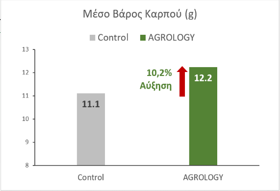 Εικόνα 7. Μέσο Βάρος Καρπών (gr). Με την εφαρμογή του Προγράμματος Agrology, επετεύχθη αύξηση του μέσου βάρους των καρπών κατά 10,2%, συγκριτικά με τον Μάρτυρα.