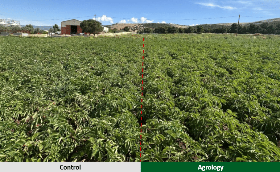 Εικόνα 3. Εφαρμογή προγράμματος Agrology (δεξιά) και του Μάρτυρα (αριστερά). Λήψη Φωτογραφίας: 19/06 (~ 90 DAE)