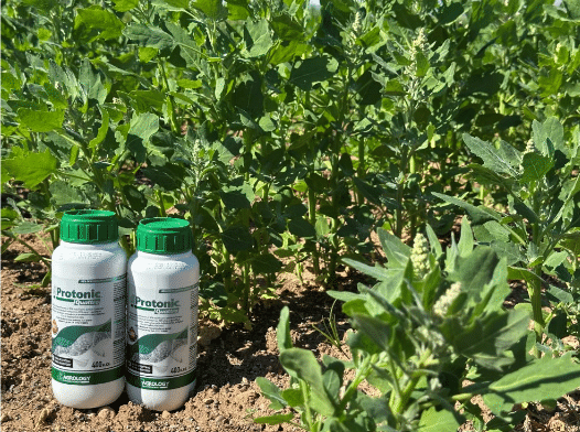 Protonic® Quattro: Αύξηση Συνολικής Παραγωγής Κινόα