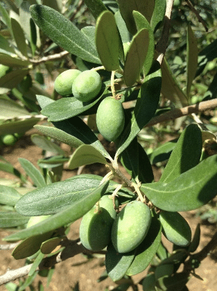 Βελτίωση Ποιοτικών Χαρακτηριστικών σε Επιτραπέζια Ελιά var. Χαλκιδικής