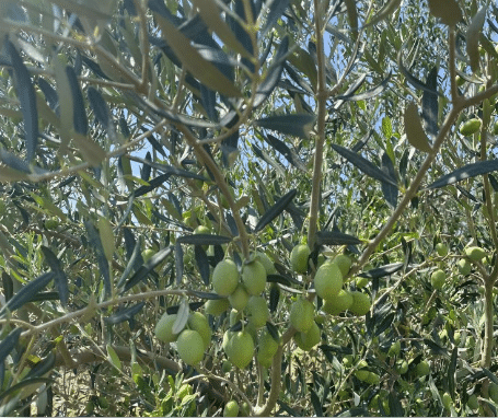 Βελτίωση Ποιοτικών Χαρακτηριστικών σε Επιτραπέζια Ελιά Χαλκιδικής